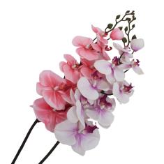 FL-12483-kladi-orchidea-diafora-chromata-92ek-1.jpg